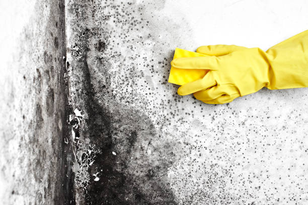 Best Emergency Mold Remediation in Magnet Cove, AR