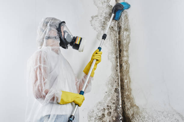 Best Attic Mold Remediation in Magnet Cove, AR