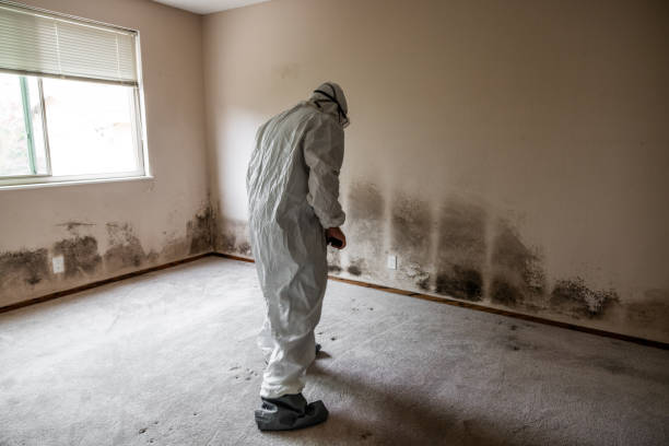 Best Health and Safety Mold Remediation in Magnet Cove, AR